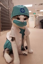 MEDU