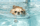 SWIM