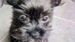 JUSTICE FOR JOEY THE DOG