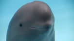 smiling dolphin