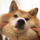 SHIBE