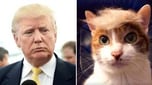 Trump Cat
