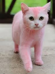 Pink cat
