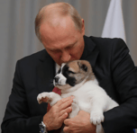 Putin's dog yume