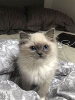 Whiskers