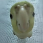 nok