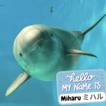 Miharu