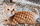 POXCAT