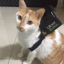 UBERCAT