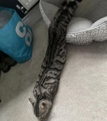 ヘビ猫