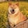 Shiba