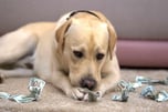 Trust Fund Dog