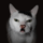 Kitler