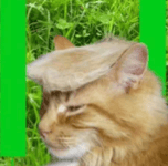 TrumpCat