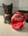 COLA CAT