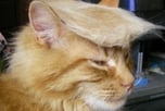 TRUMP CAT