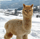 ALPACAT