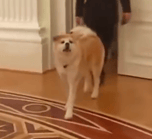 PUTINS DOG