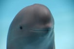 Miharu - The smiling Porpoise 