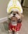 Popedog