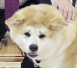 New Putin Dog