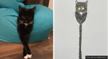 Rubbish Cat