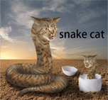 Snake cat