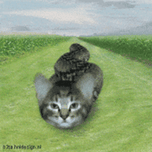 SNAKE CAT