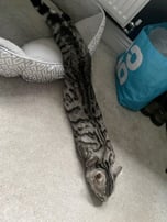 snake cat