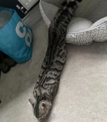 snakecat