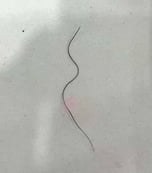 pubic hair