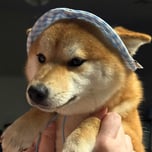 Shiba Wif Hat