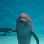 Mihal the Smiling Dolphin