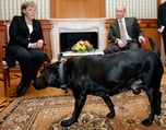 Putins Dog