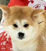 PUTIN'S DOG