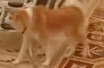 Putins Dog