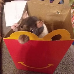 Mcdonalds meal hamster