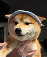 Shiba wif hat