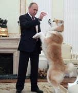 Putins dog yume