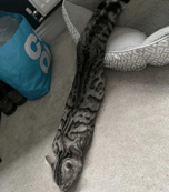 SnakeCat