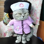 Medic Cat