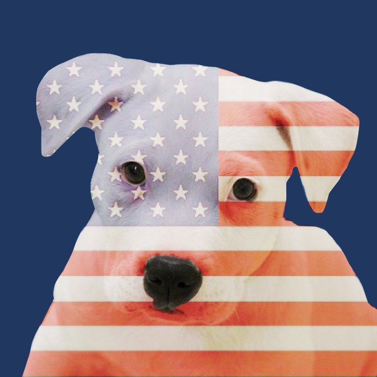 AMERIDOG token logo