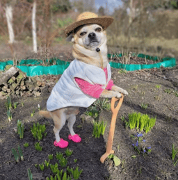 gay farmer dog