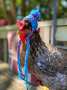 COQWIFHAT