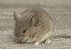 TRANSGENDER MOUSE