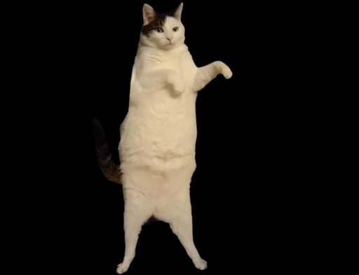 KittyDance logo