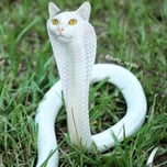 Cat snake