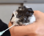New Nonhoi Guinepig Baby しか
