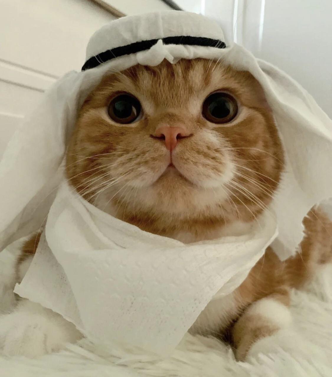 Oil Money Cat logo