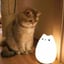 LAMPCAT